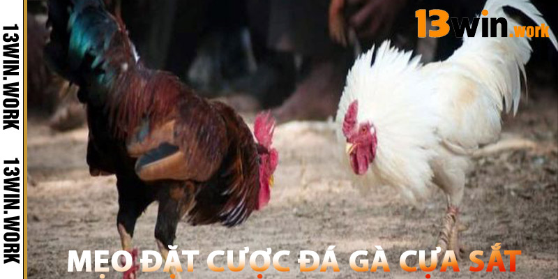 Mẹo Đặt Cược Đá Gà Cựa Sắt 13WIN